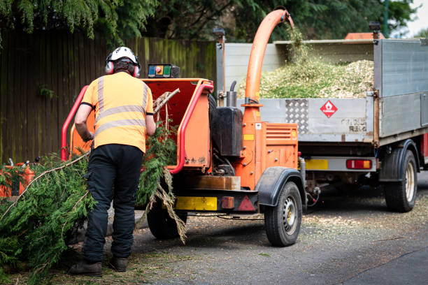 Best Arborist Services Near Me  in Loma, CO